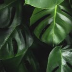 Groen in huis brengt leven